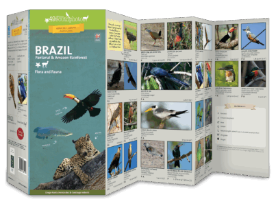 BRAZIL desplegada