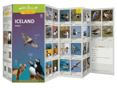 ICELAND desplegada